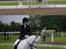New Forest Prins Delight ~~solgt~~ - c-stævne på grrk..... 1shinkelvining....2 trav...3 galop...4 hils af...