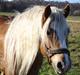 Haflinger RøgtergårdensWinner solgt