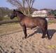 Oldenborg Black Beauty aflivet