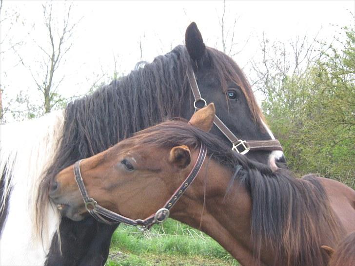 DSP <3 Freja. *I HIMLEN* - # 18. Freja og Kaipo hygger sig.. Taget d. 13/5-2010 (De fik sammen føllet DK bjørnholts Akahana den 5 august 2010) billede 18