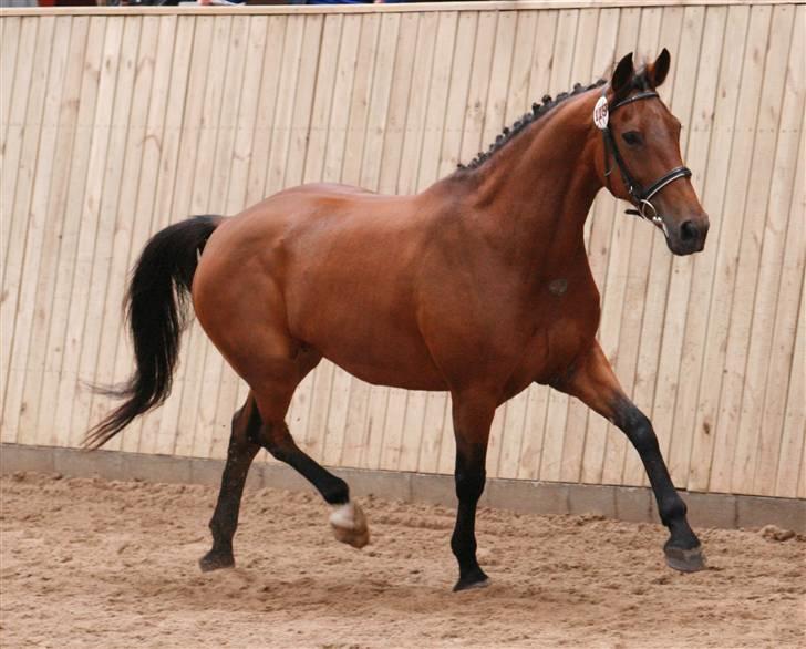 DSP <3 Freja. *I HIMLEN* - # 19. Freja til kåring d. 22 juni-2008 billede 19