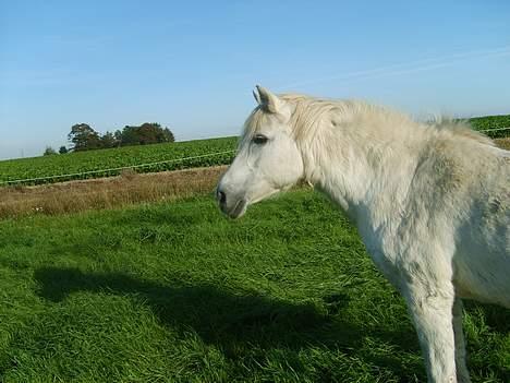 DSP Kathinka billede 20