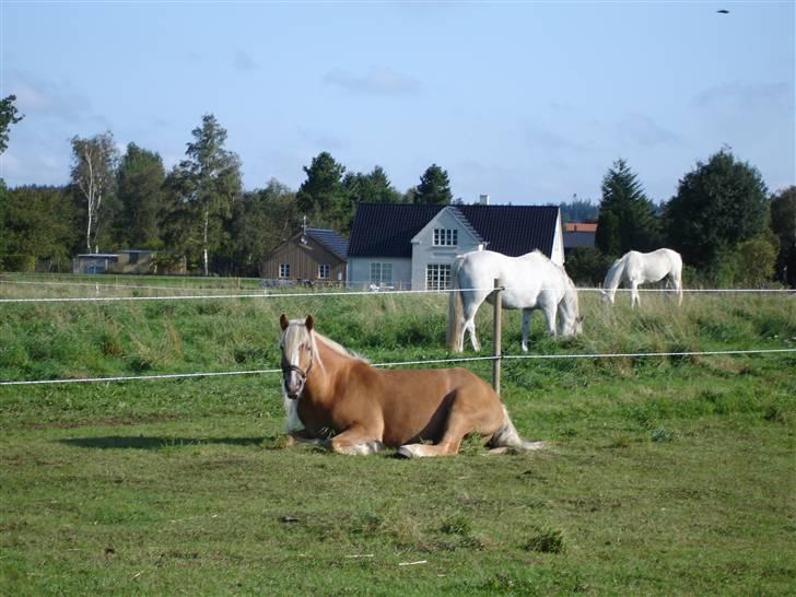 Haflinger RøgtergårdensWinner solgt - en stille formiddag... billede 2