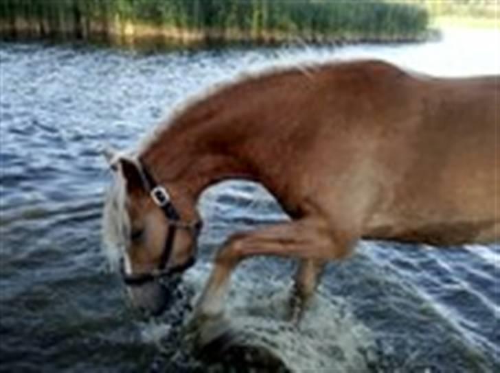 Haflinger RøgtergårdensWinner solgt - "bondegårds ferie hos Pigerne... billede 3