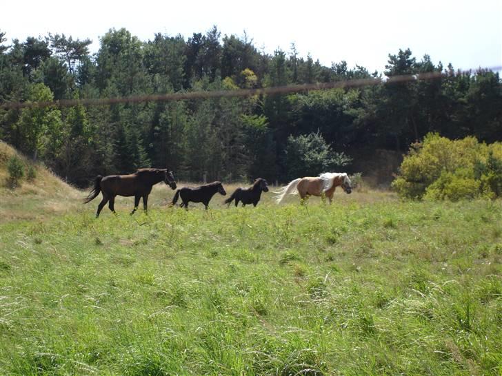 Haflinger RøgtergårdensWinner solgt - winne og hans nye bedste venner 3/8-08 billede 4