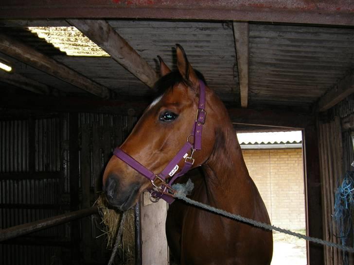 Dansk Varmblod Wanna-bell - Wanna-bell på stald gangen :P  billede 5