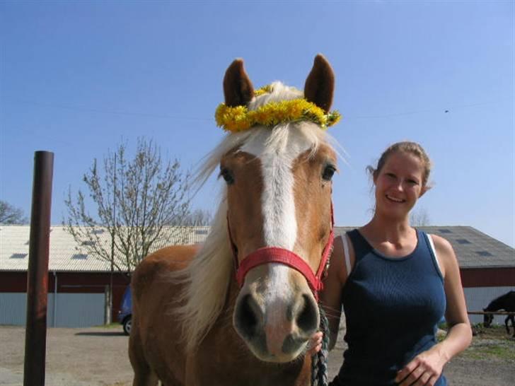 Haflinger RøgtergårdensWinner solgt - det var en god hyggedag vi havde på marken :0) billede 6