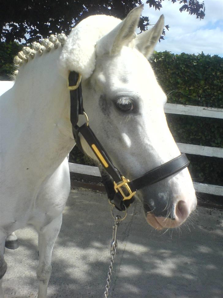 Welsh Pony (sec B) Freja - Freja juli-08 billede 1