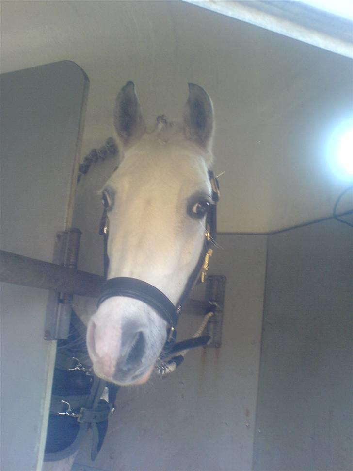 Welsh Pony (sec B) Freja - Freja i traileren. billede 2