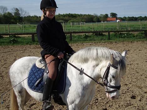 Welsh Pony (sec B) Freja billede 3