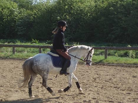 Welsh Pony (sec B) Freja billede 4