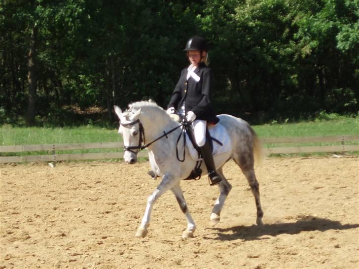 Welsh Pony (sec B) Freja - Til stævne d. 3/6-07 billede 6