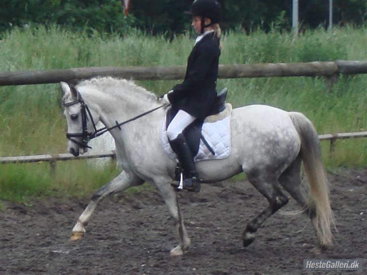 Welsh Pony (sec B) Freja - Stævne i åskov billede 7