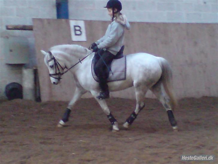 Welsh Pony (sec B) Freja billede 10