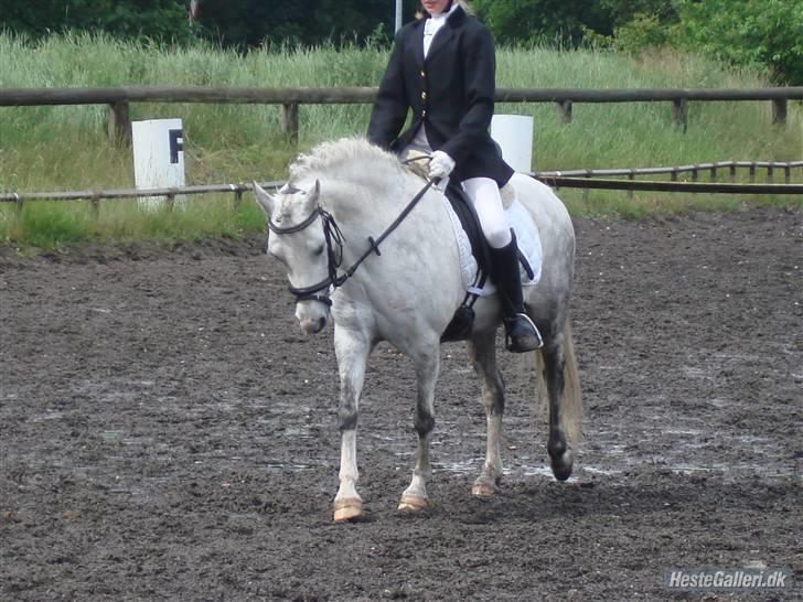 Welsh Pony (sec B) Freja billede 11