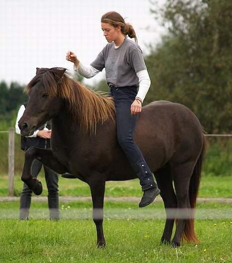 Islænder irpa - min fine hest vil gerne lave spanske skridt billede 17