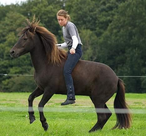 Islænder irpa - Det er intet problem at flytte forparten hurtigt til siden når man bare flytter begge forben på en gang ;-) billede 18