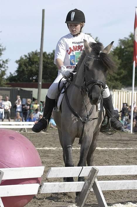 Konik Polski Mr. Bølle bob SOLGT!:'( - så skal der spilles billede 2