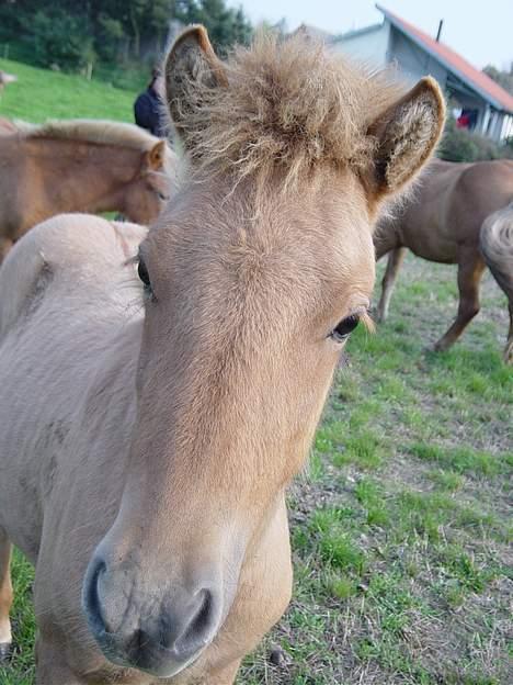 Islænder Ubbi fra Vestergaard - SØRENS FLOT HEST billede 6