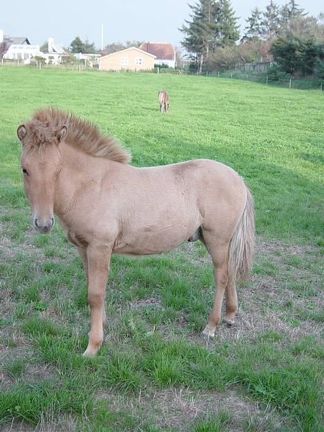 Islænder Ubbi fra Vestergaard billede 7