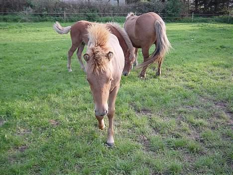 Islænder Ubbi fra Vestergaard billede 8