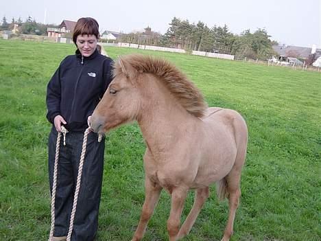 Islænder Ubbi fra Vestergaard billede 10