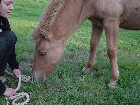 Islænder Ubbi fra Vestergaard billede 11