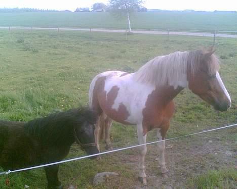 Pinto Pebsi <3 - *himmelpony* R.I.P d.12.09.2011 :'( - Pebsi og hendes gode ven Floris billede 6