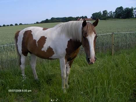 Pinto Pebsi <3 - *himmelpony* R.I.P d.12.09.2011 :'( - Smukke pony billede 7