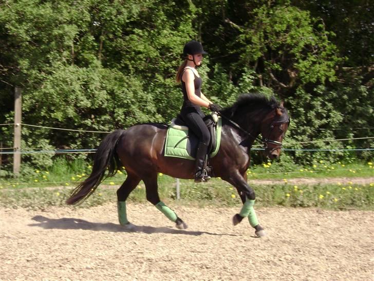 New Forest Fylla - Solgt - Galop i sommer farver :D billede 6