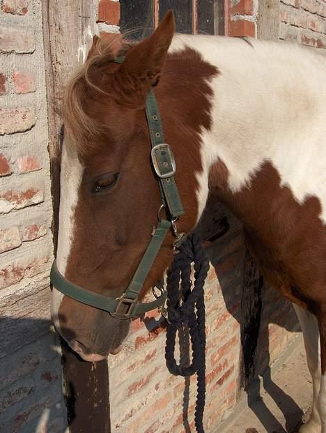 Pinto Pebsi <3 - *himmelpony* R.I.P d.12.09.2011 :'( billede 8