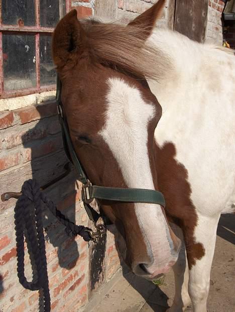 Pinto Pebsi <3 - *himmelpony* R.I.P d.12.09.2011 :'( billede 9