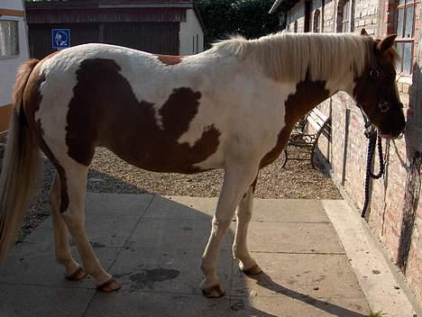 Pinto Pebsi <3 - *himmelpony* R.I.P d.12.09.2011 :'( billede 10