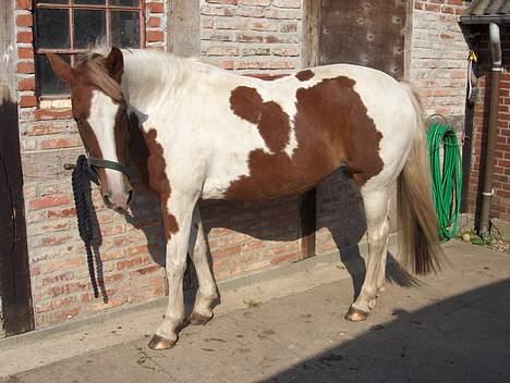 Pinto Pebsi <3 - *himmelpony* R.I.P d.12.09.2011 :'( billede 11