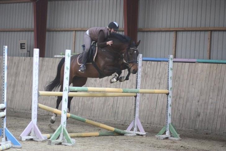 Dansk Varmblod Ørevadbros Chloe - SOLGT - Louise og Chloe billede 9