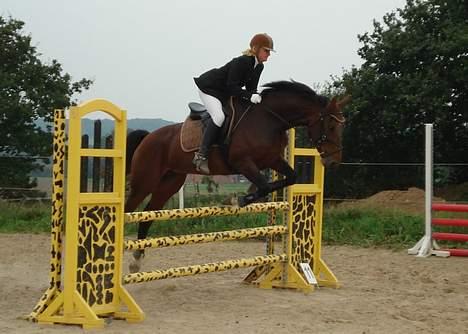 Dansk Varmblod Ørevadbros Chloe - SOLGT billede 10