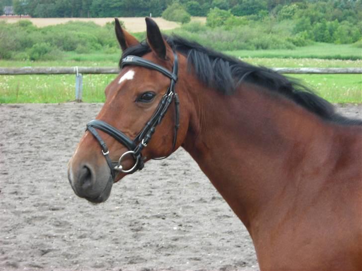 Anden særlig race Fontain - Billed 19 | Fontain´pony hvor jeg dog elsker dig (L)  Foto: Mig billede 19