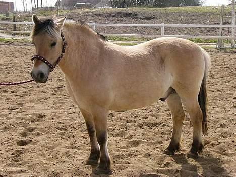 Fjordhest Nullen "Udlånt" billede 1