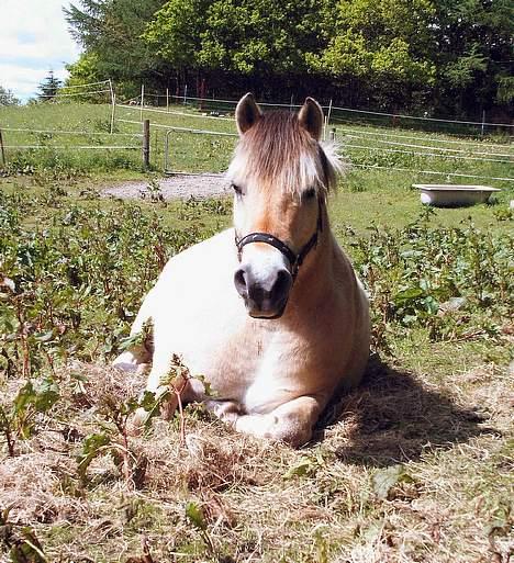 Fjordhest Nullen "Udlånt" billede 2