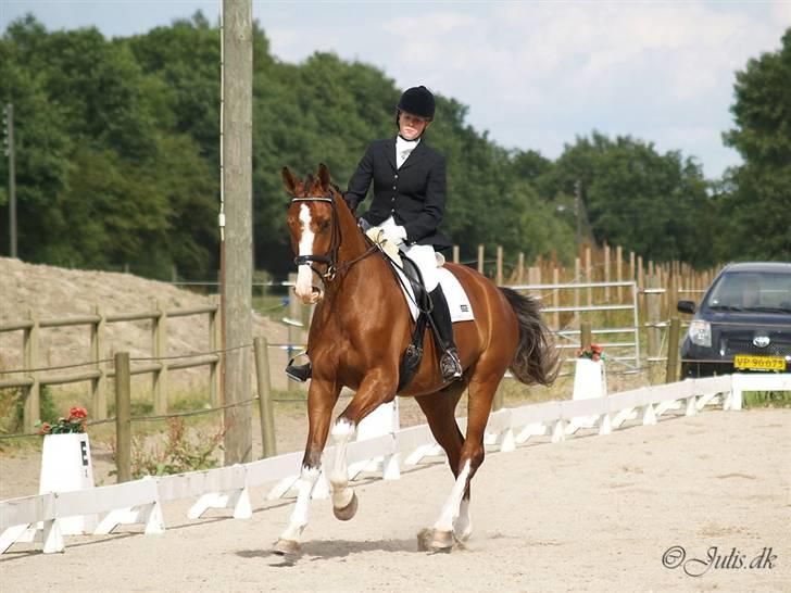 Dansk Varmblod Sylvester Stallone- SOLGT - Vestegnen, taget af julia I - www.julis.dk billede 16