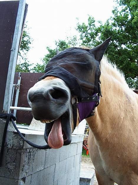 Fjordhest Nullen "Udlånt" billede 3