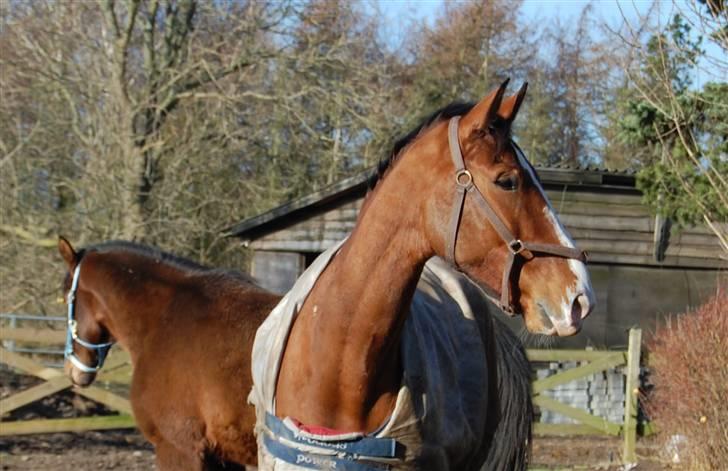 Dansk Varmblod Sylvester Stallone- SOLGT - Sylvester med Sandy i baggrunden billede 17