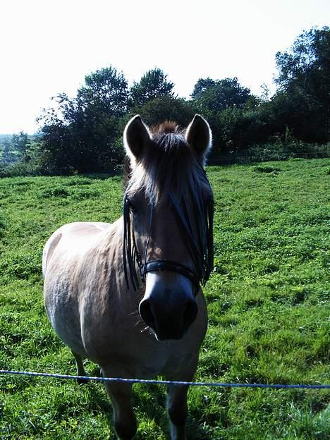 Fjordhest Nullen "Udlånt" billede 4