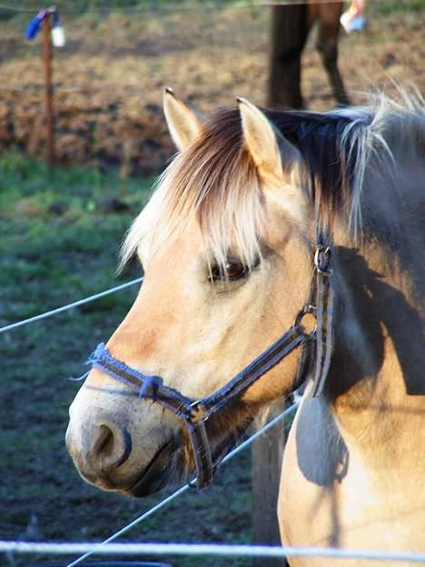 Fjordhest Nullen "Udlånt" billede 5