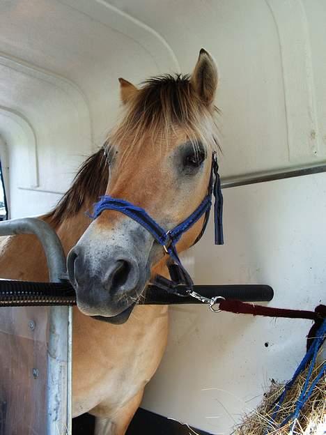 Fjordhest Nullen "Udlånt" billede 6