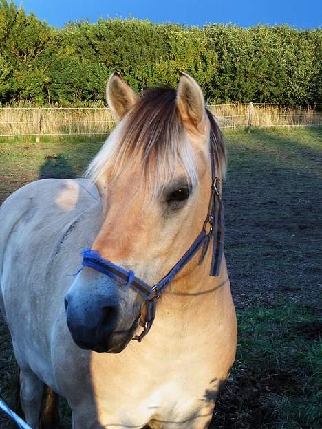 Fjordhest Nullen "Udlånt" billede 7