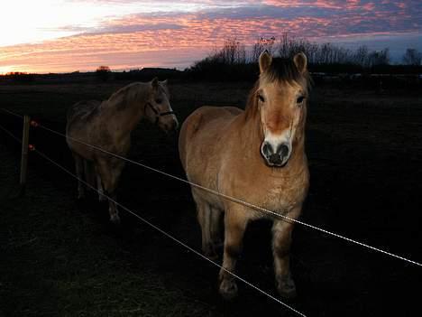 Fjordhest Nullen "Udlånt" billede 8