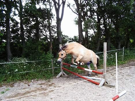 Fjordhest Nullen "Udlånt" billede 9