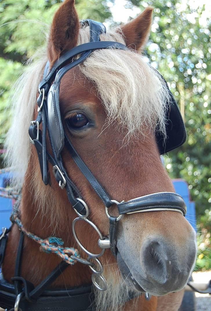 Shetlænder Sofus - smukke super Sofus, klar til endnu en uforglemmelig tur.. foto: Mette Hansen billede 3