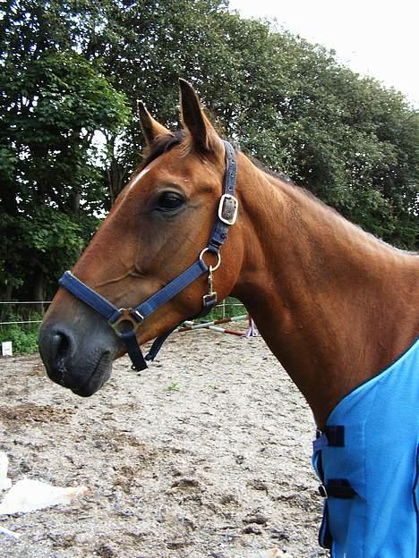 Anden særlig race Suki *Solgt* billede 1